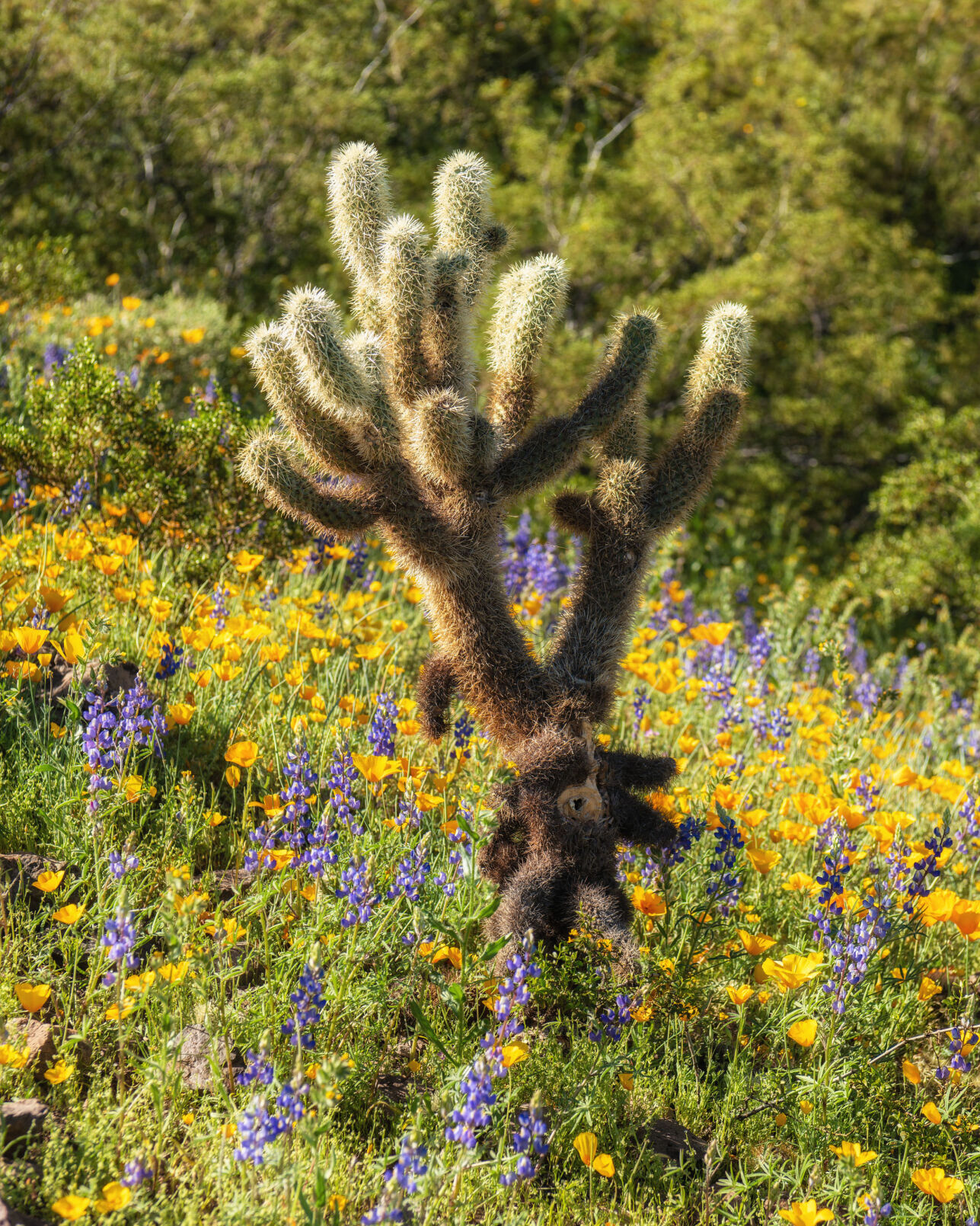 Picacho Peak, wildflowers, 2023